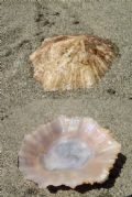 Patella&nbsp;caerulea - var. subplana